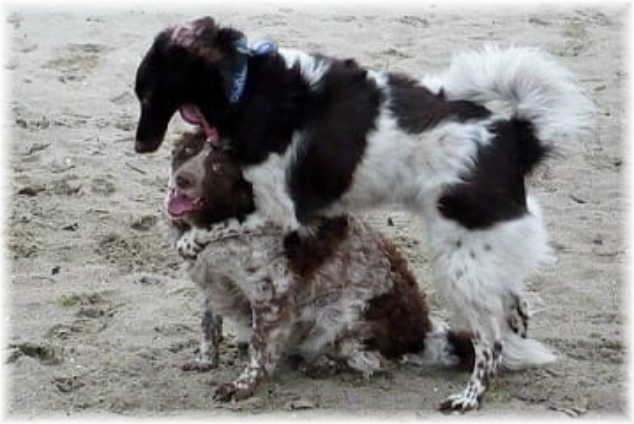 Honden - Lydia Vriend-Tump Lydia Vriend - Honden - Natuurgeneeswijzen voor dieren